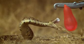 Video shows what happens when a snake attacks a balloon