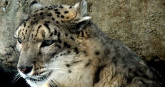 Rare snow leopards are caught on camera