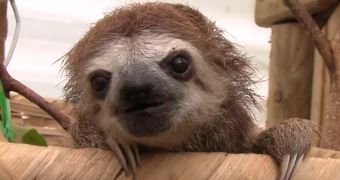 Squeaking sloths are nothing short of adorable