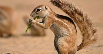 Watch: Squirrel's OMG Moment Goes Viral