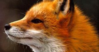 Video uses a plush fox to show how the fur industry treats animals