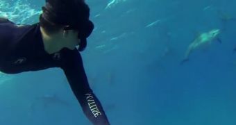 Diver goes swimming with dolphins in Hawaii