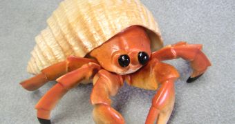Amazing video captures the annual migration of hermit crabs