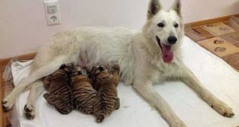 Dog adopts orphaned baby tigers