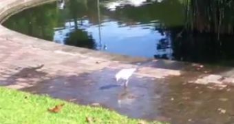 Watch: Tap Dancing Seagull Tricks Worms into Coming Out of Their Hiding Places