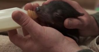 Watch: Tasmanian Devil Joeys Are Annoyingly Cute