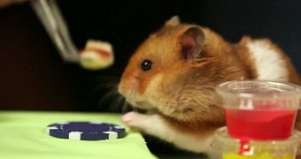 Watch: Teeny Tiny Hamster Wins Eating Competition