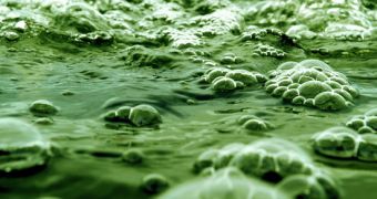 Video shows how algae are turned into biofuels
