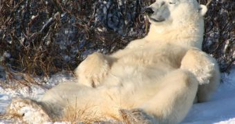 Video shows a polar bear relaxing after enjoying a rather big dinner