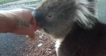 Watch: Thirsty Koala Meets Cyclist, Drinks His Water