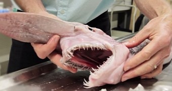 Watch: This Goblin Shark Is the Stuff Nightmares Are Made From