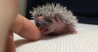 Video shows an adorable baby hedgehog licking someone's finger