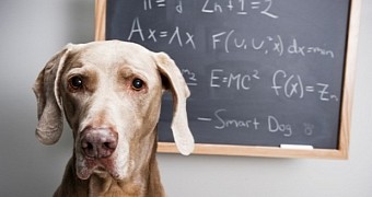 Watch: This Super Smart Dog Can Do Math