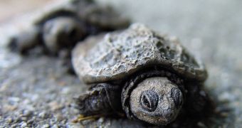 Thousands of baby turtles are released into a Bolivian river