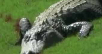 Watch: Three-Legged Alligator Struts Around Golf Course in New Orleans