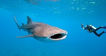 Whale sharks are gentle giants, not a threat to people