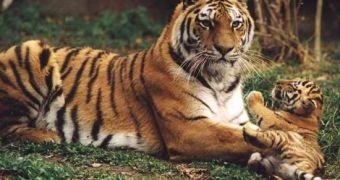 Amur tigers are the world's largest felines