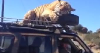 Watch: Tiger Falls Asleep on the Roof of a Car
