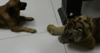 Watch: Tiger Wants a Drink, Dog Is Determined Not to Let Him near His Bowl
