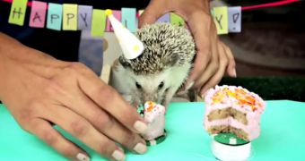 Video shows hedgehog and hamsters having a birthday party