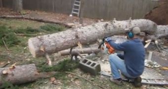 Tree amazingly stands up after being cut down with a chainsaw