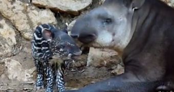 Watch: Facts About the Tapir That Everybody Must Know