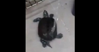 Turtle twerking to "Wiggle Wiggle" is absolutely adorable