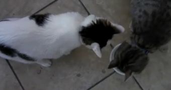 Cats can sometimes act like total jerks, video more than proves it