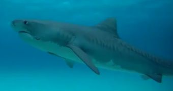 WWF video shows sharks swimming in the Bahamas