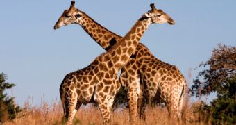 Video shows two giraffes fighting over territory