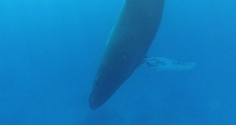 Cool video shows a humpback whale swimming in the ocean