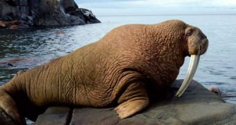 Walruses make great mothers for their young ones