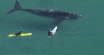 Video shows whale swimming strikingly close to a group of surfers in Australia