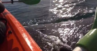 Video shows a lucky kayaker being lifted out of the water by a very friendly whale