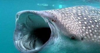 Whale shark rescued by divers off the coast of Mexico