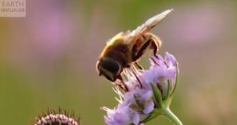Specialists warn human society depends on bees, must do its best to protect them