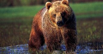 Watch: What to Do in Case a Grizzly Decides to Attack You