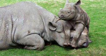 Videos tell the story of how six white rhinos were saved from poachers
