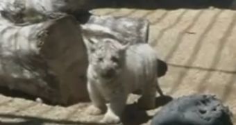 Watch: White Tiger Cubs Make Their First Public Appearance in Japan