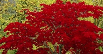 Science video explains why tree leaves change color in autumn