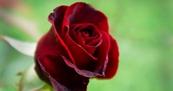 Science video explains where roses get their smell from
