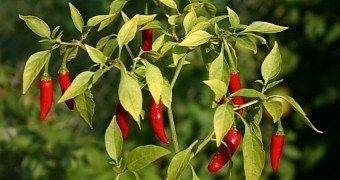 The active ingredient in peppers is dubbed capsaicin