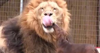 Watch: Wiener Dog Gives Lion a Dental Exam
