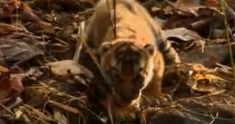 Watch: Wild Tiger Cubs Caught on Camera in the Indian Jungle