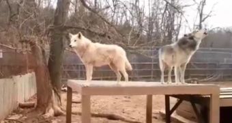 Watch: Wolf Pack Howl in Harmony at the Wolf Creek Habitat in Brookville, Indiana