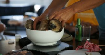 Conservationist rescues some 200 sloths, welcomes them into her home