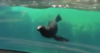 Watch: Worried Sea Lion Turns to Check On Little Girl Who Trips, Falls