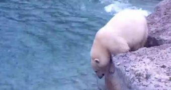 Video shows polar bear trying to muster the courage to go for a swim
