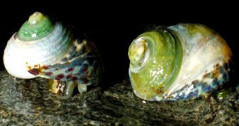 Marine snail shell being dissolved by acidic water