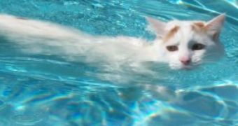 Swimming Van cat